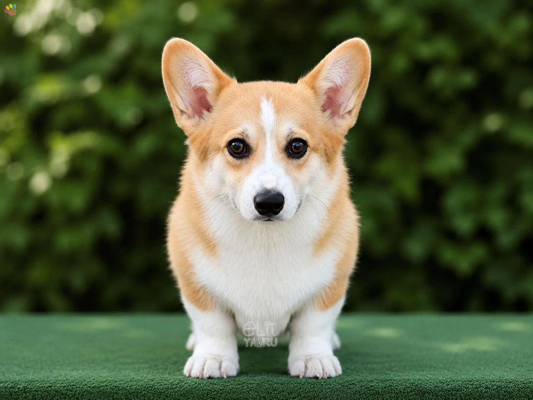 Pembroke Welsh Corgi Chloe