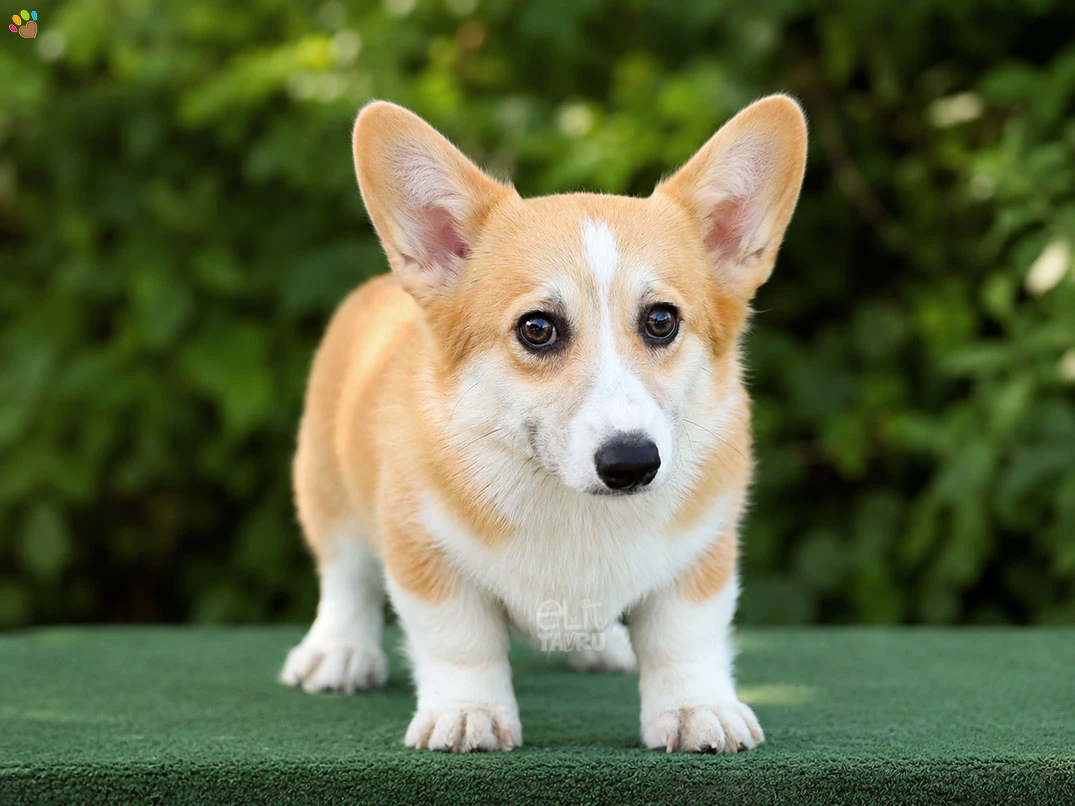 Pembroke Welsh Corgi Chloe 2