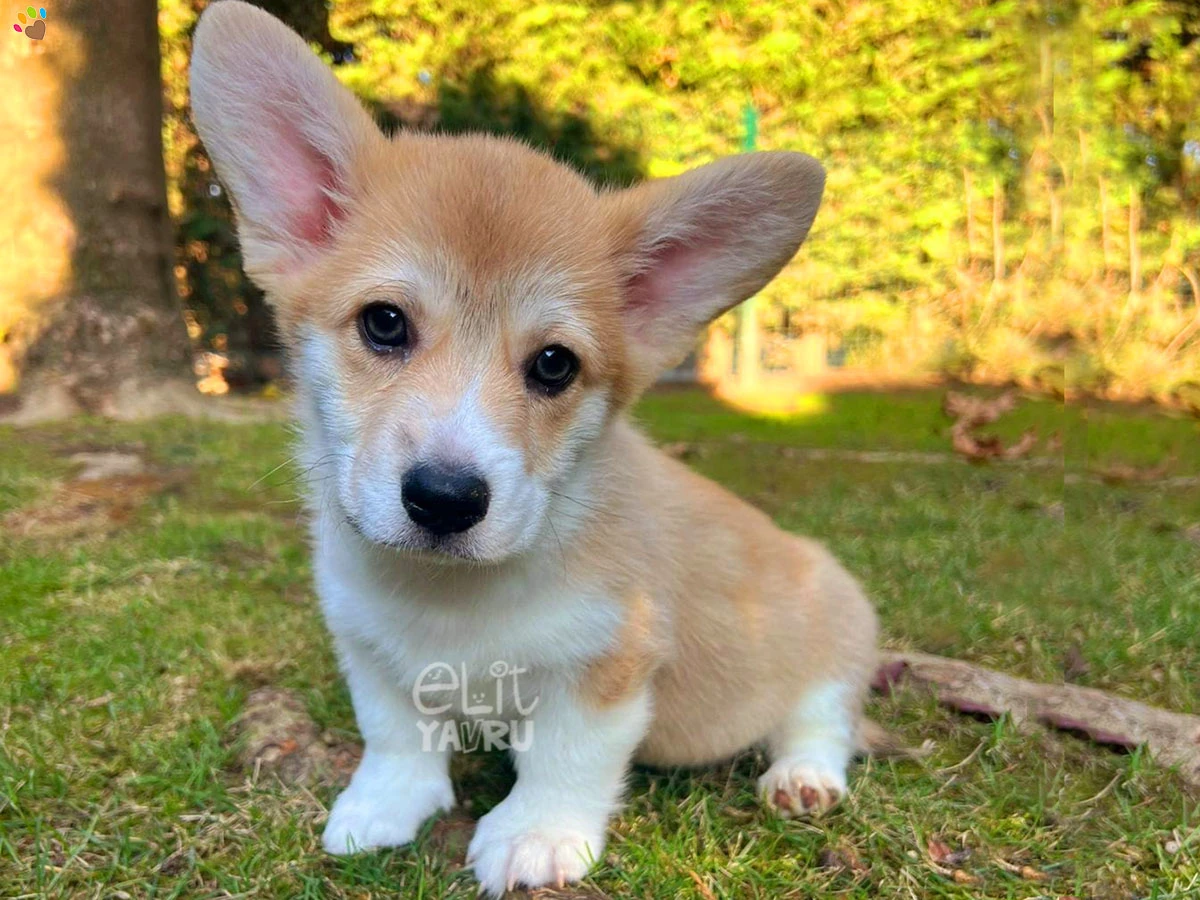 Pembroke Welsh Corgi Cappy 3