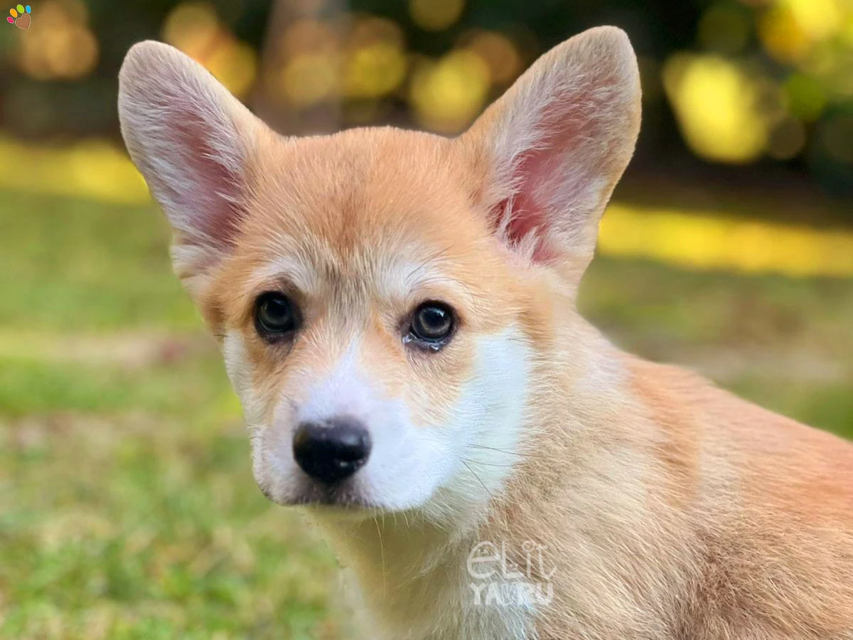 Pembroke Welsh Corgi Cappy 1
