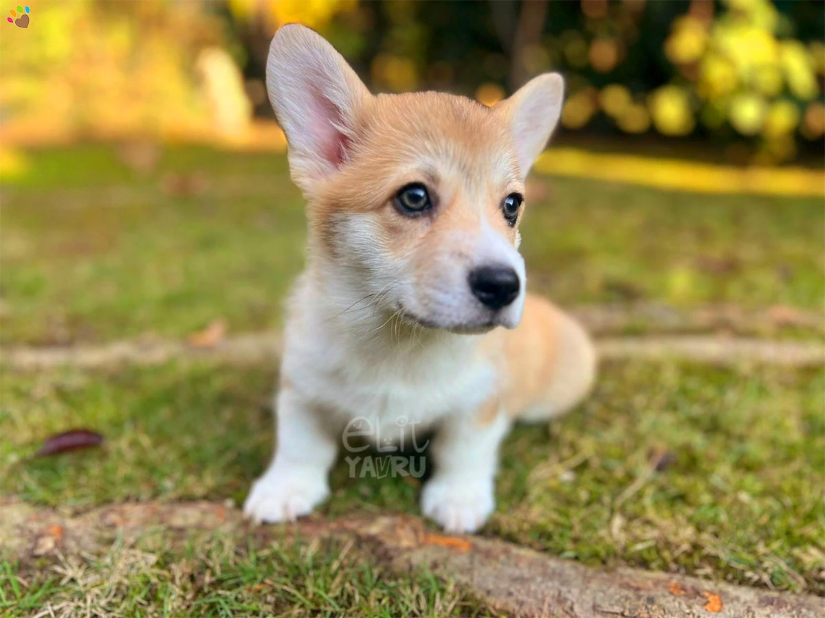 Pembroke Welsh Corgi Cappy 2