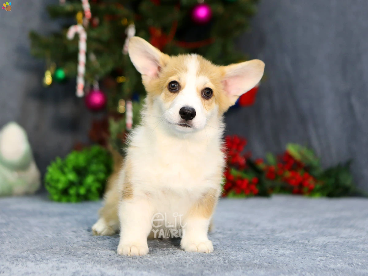 Pembroke Welsh Corgi Chanel 2