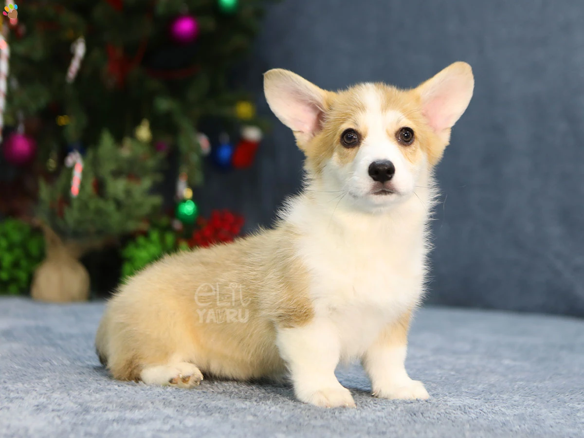 Pembroke Welsh Corgi Chanel 3