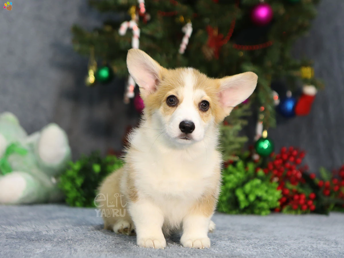 Pembroke Welsh Corgi Chanel 4