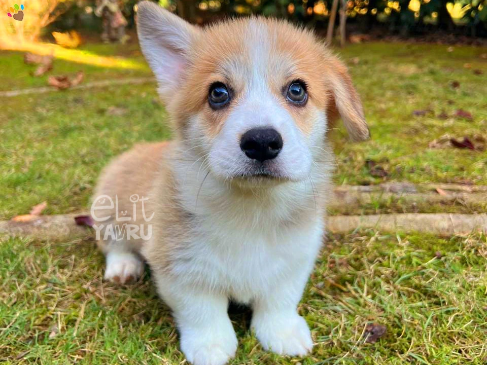 Pembroke Welsh Corgi Copper