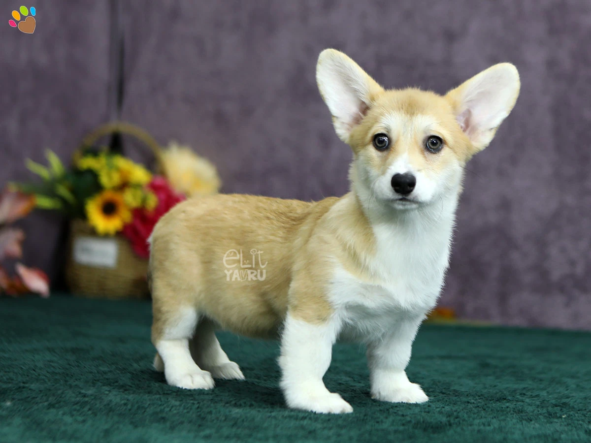 Pembroke Welsh Corgi Peggy 4
