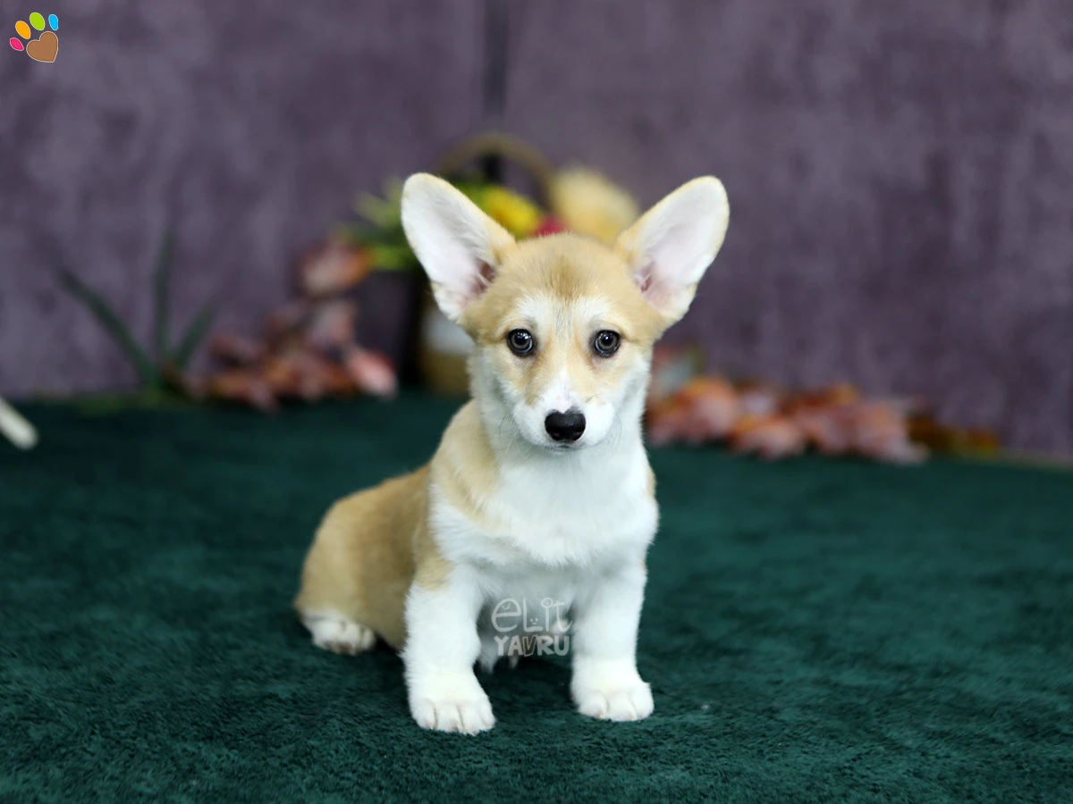 Pembroke Welsh Corgi Peggy 3