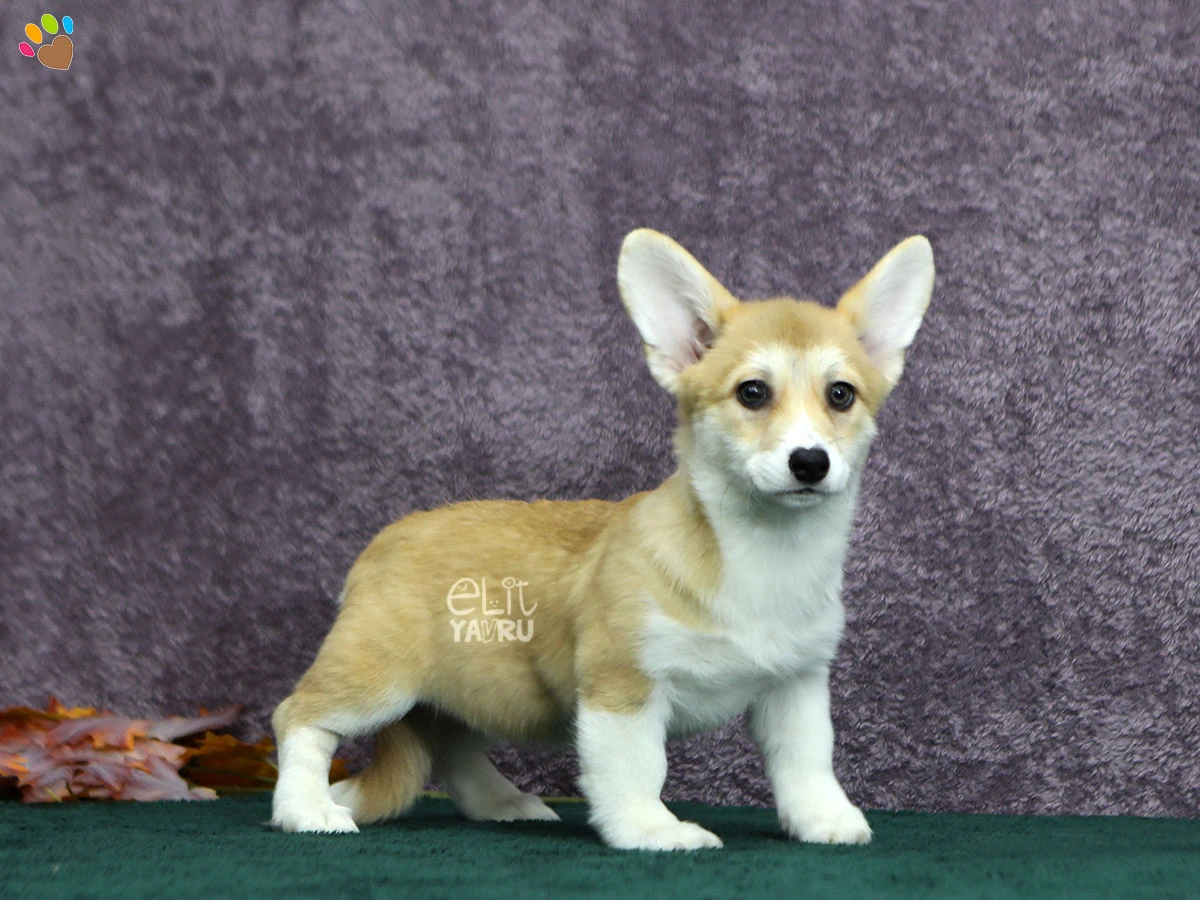 Pembroke Welsh Corgi Peggy 1