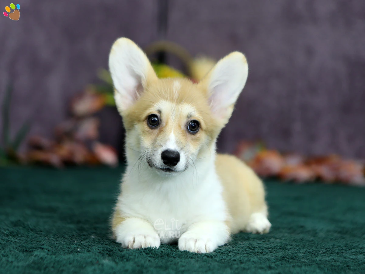Pembroke Welsh Corgi Pickle 4