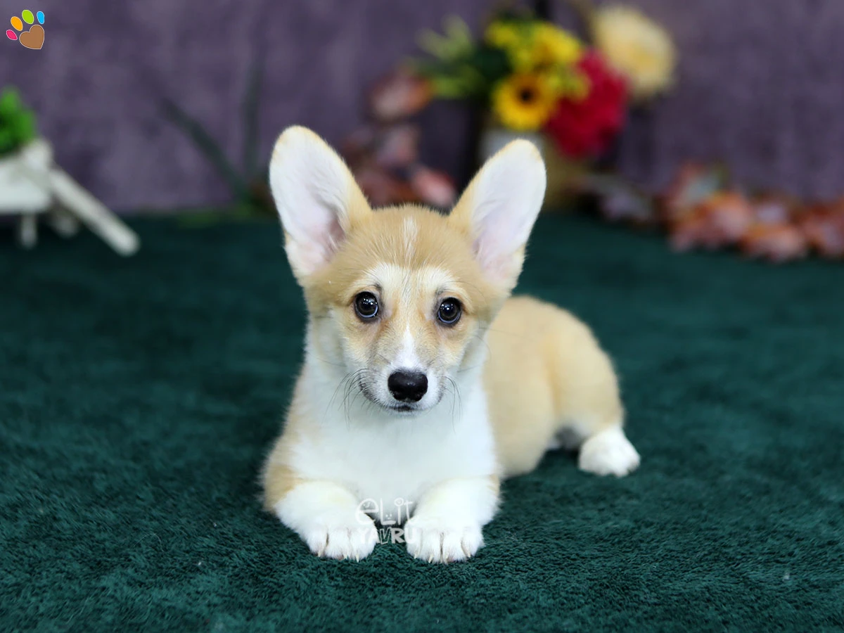 Pembroke Welsh Corgi Pickle 1