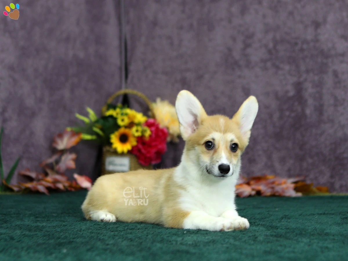 Pembroke Welsh Corgi Pickle 2