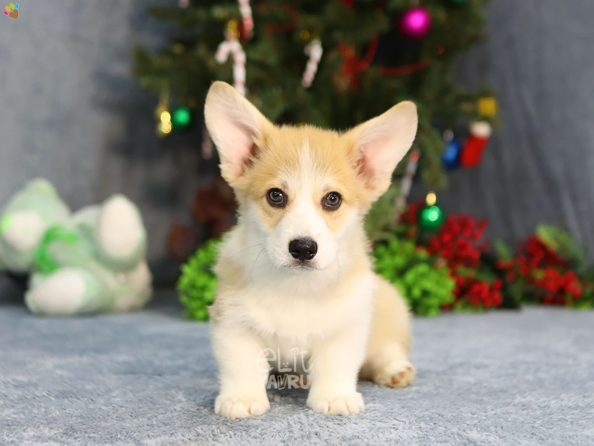 Pembroke Welsh Corgi Victor 1