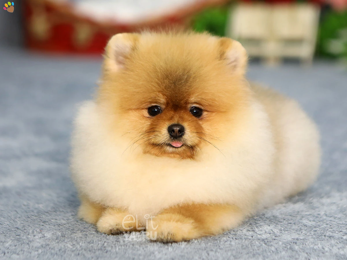 Pomeranian Argus