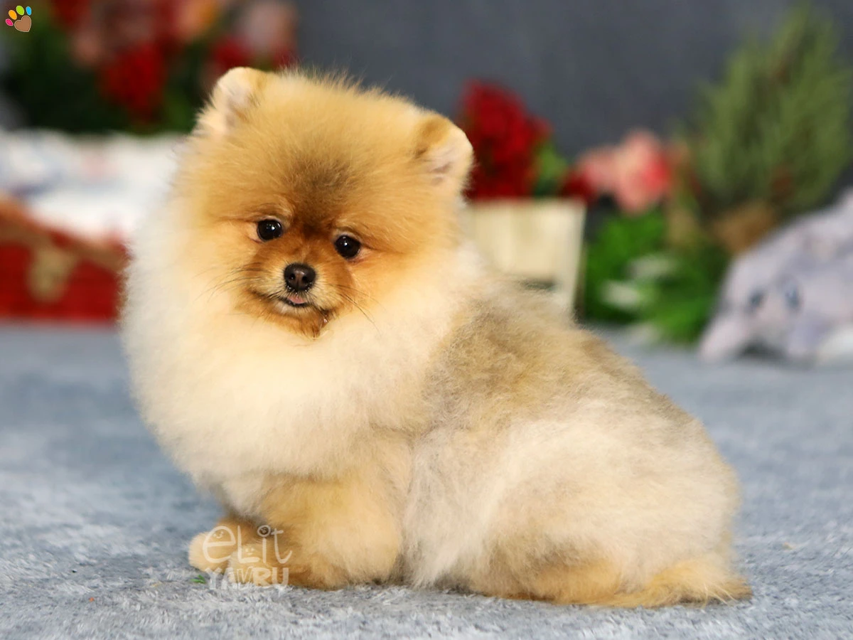 Pomeranian Argus 1