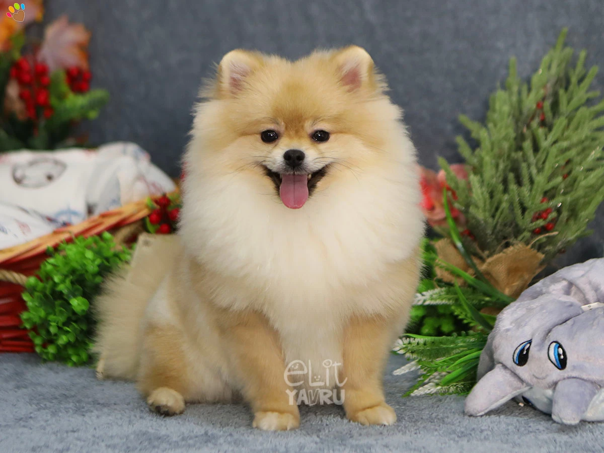Pomeranian Atos