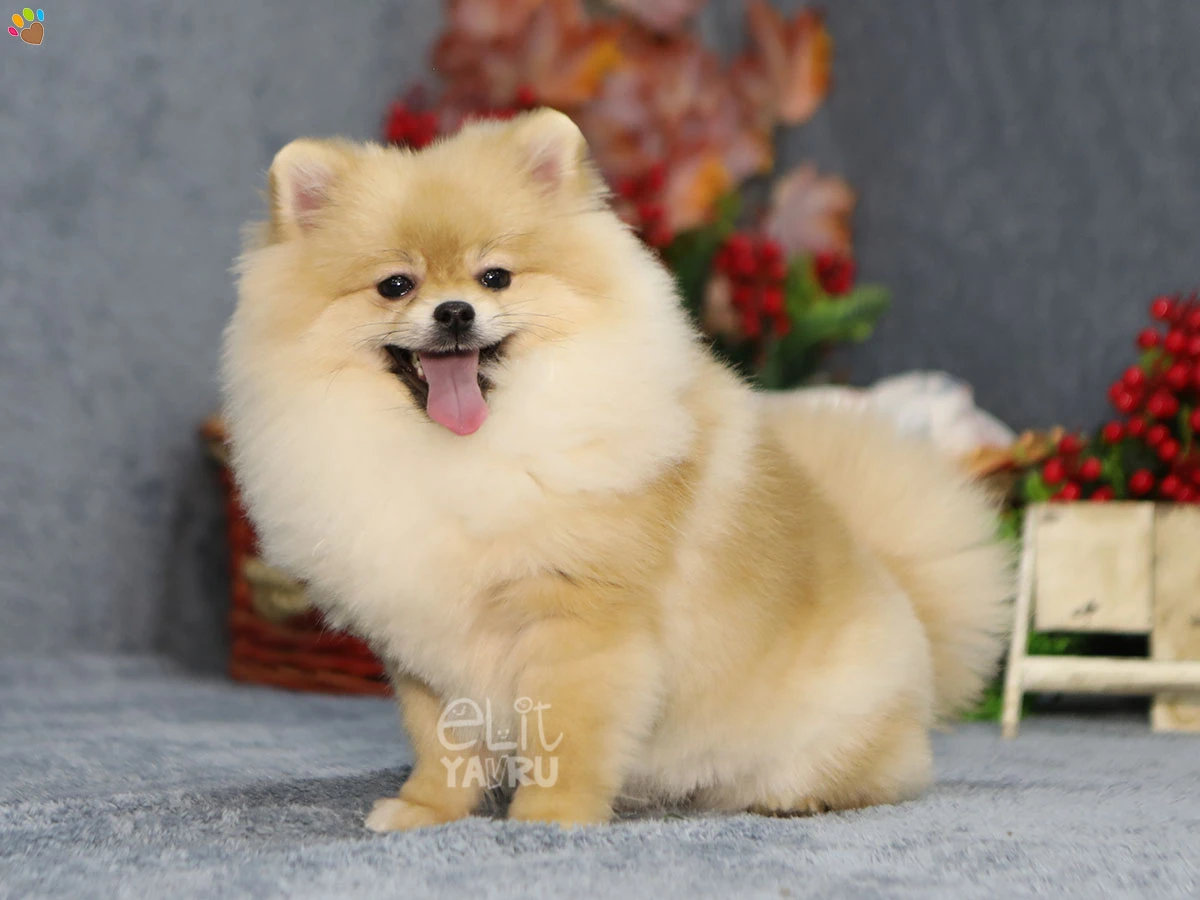 Pomeranian Atos 3