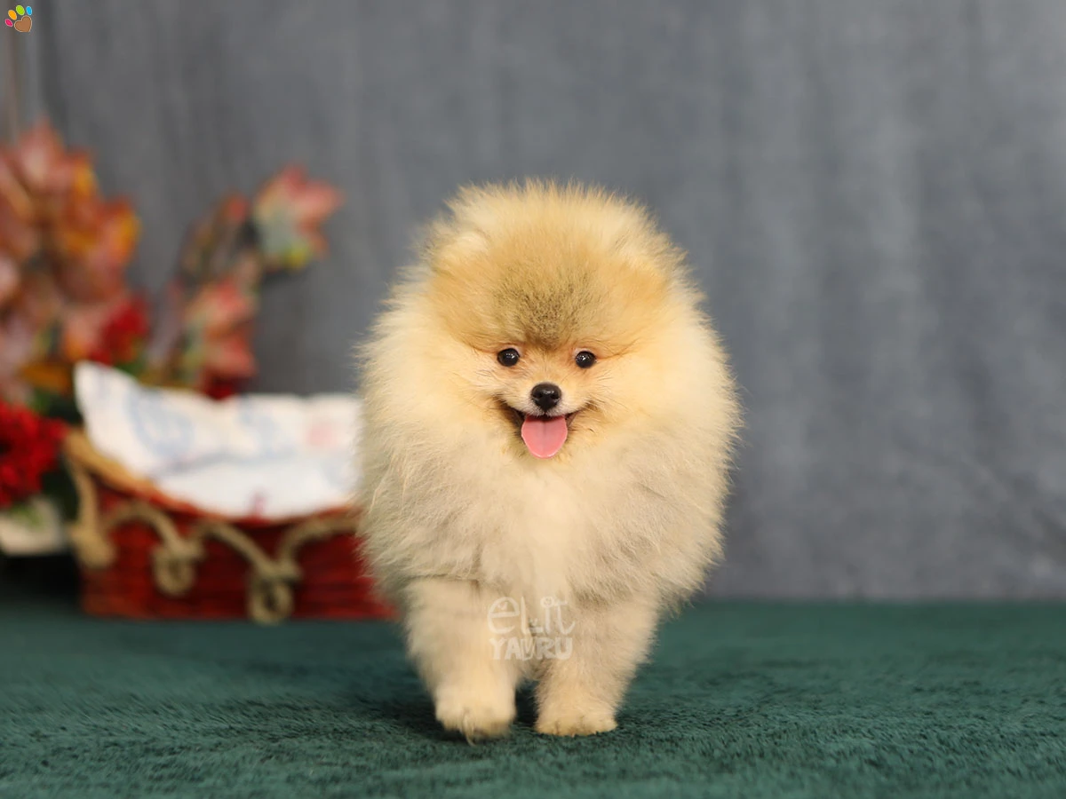 Pomeranian Bob