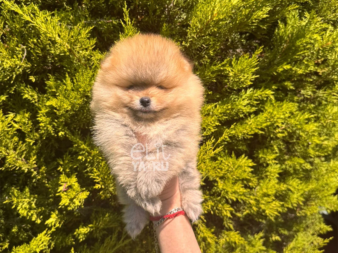 Pomeranian Bob