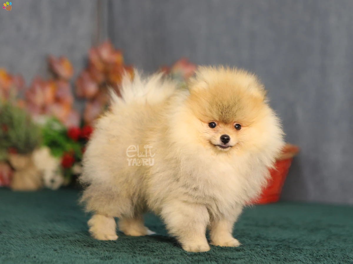 Pomeranian Bob 3