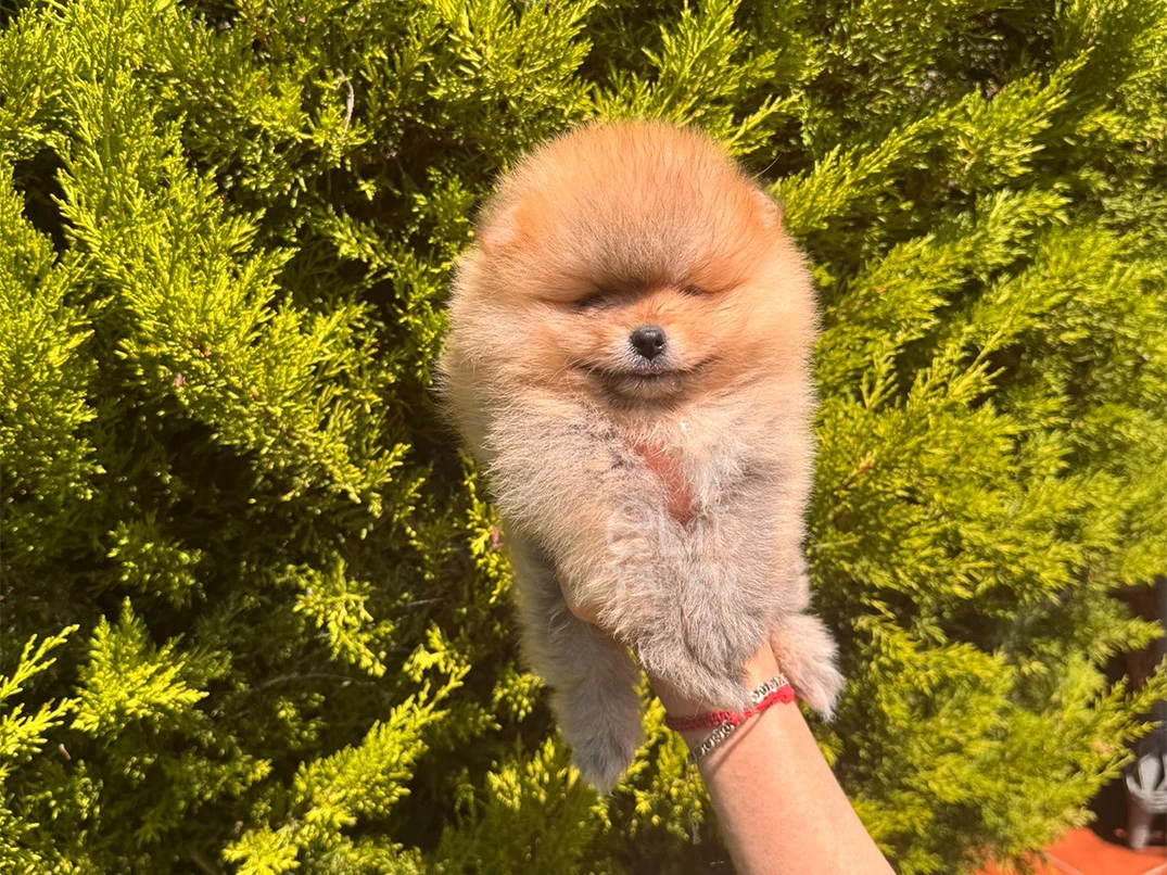 Pomeranian Bob 1