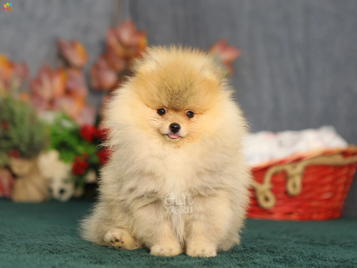 Pomeranian Bob 1