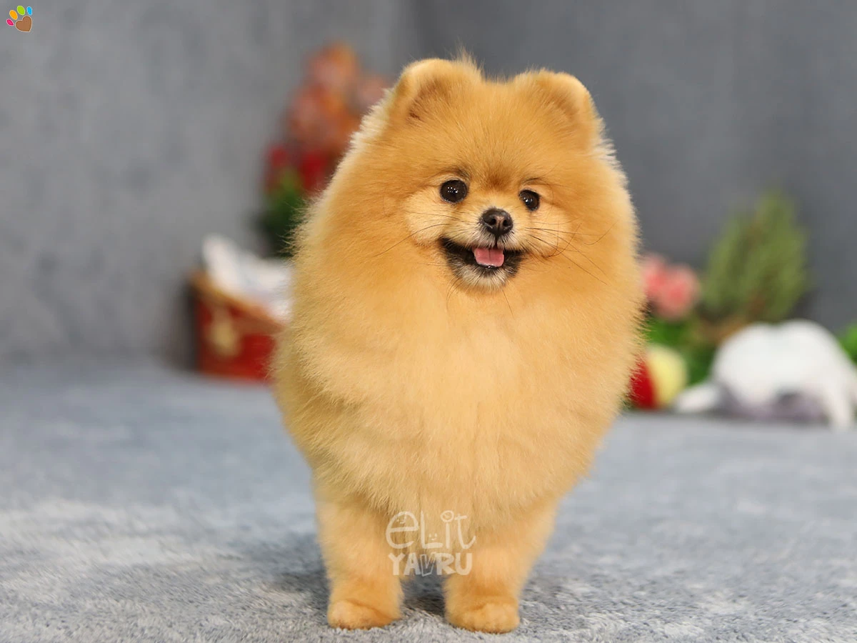 Pomeranian Ceku