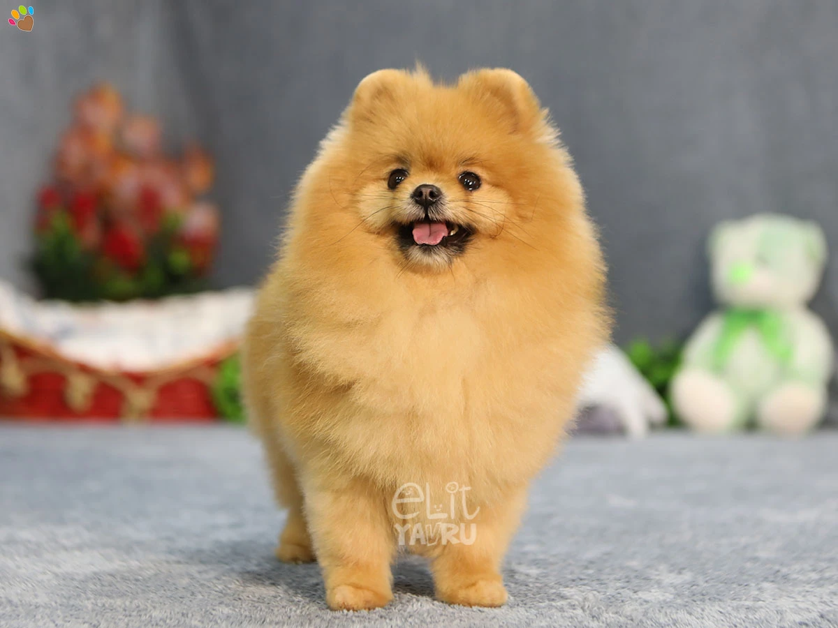 Pomeranian Ceku 2