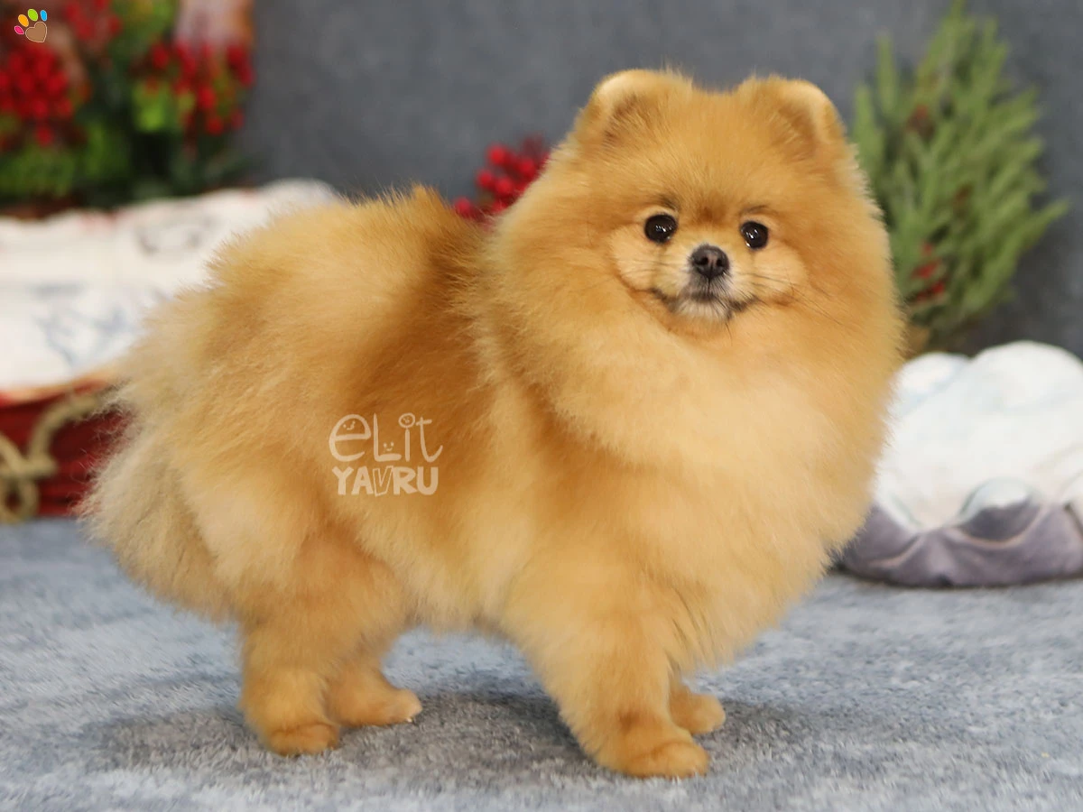 Pomeranian Ceku 1
