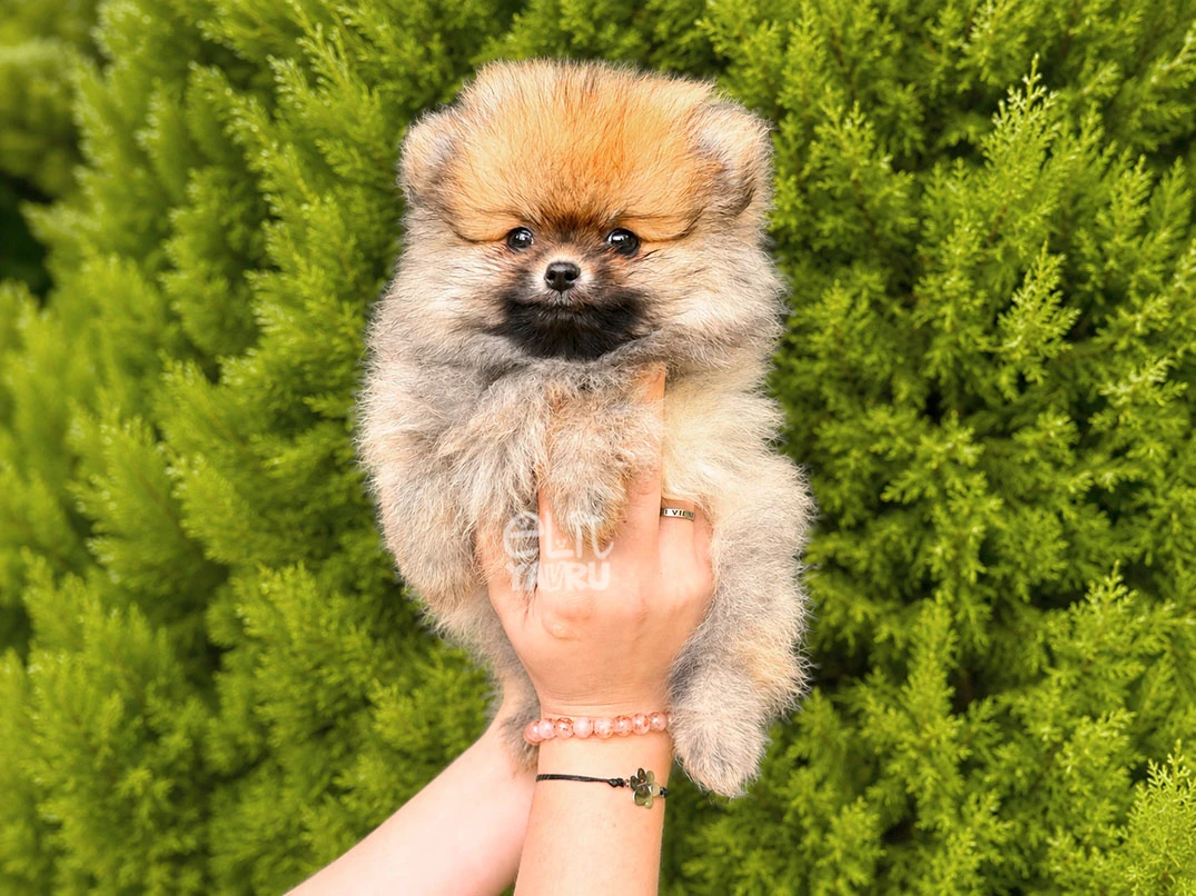 Pomeranian Daisy 1