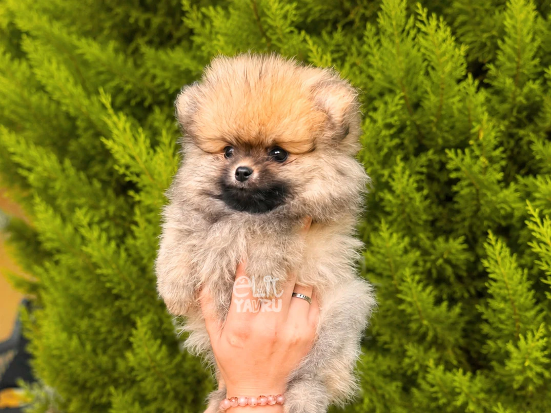Pomeranian Daisy 2