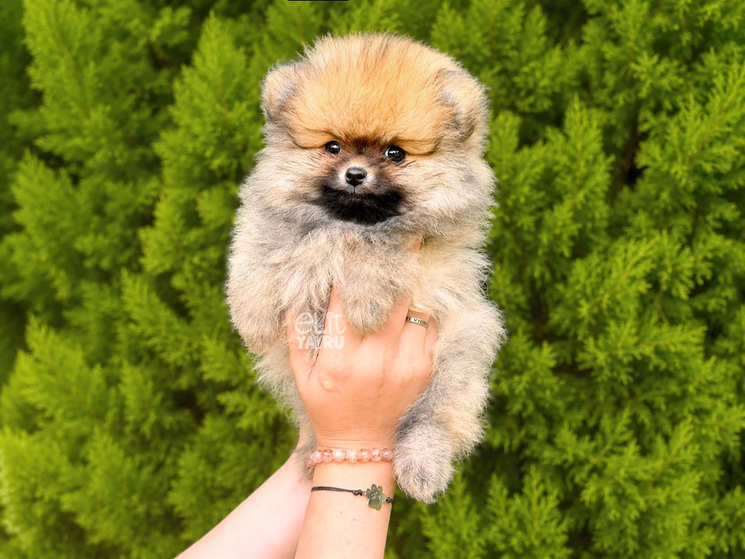 Pomeranian Daisy