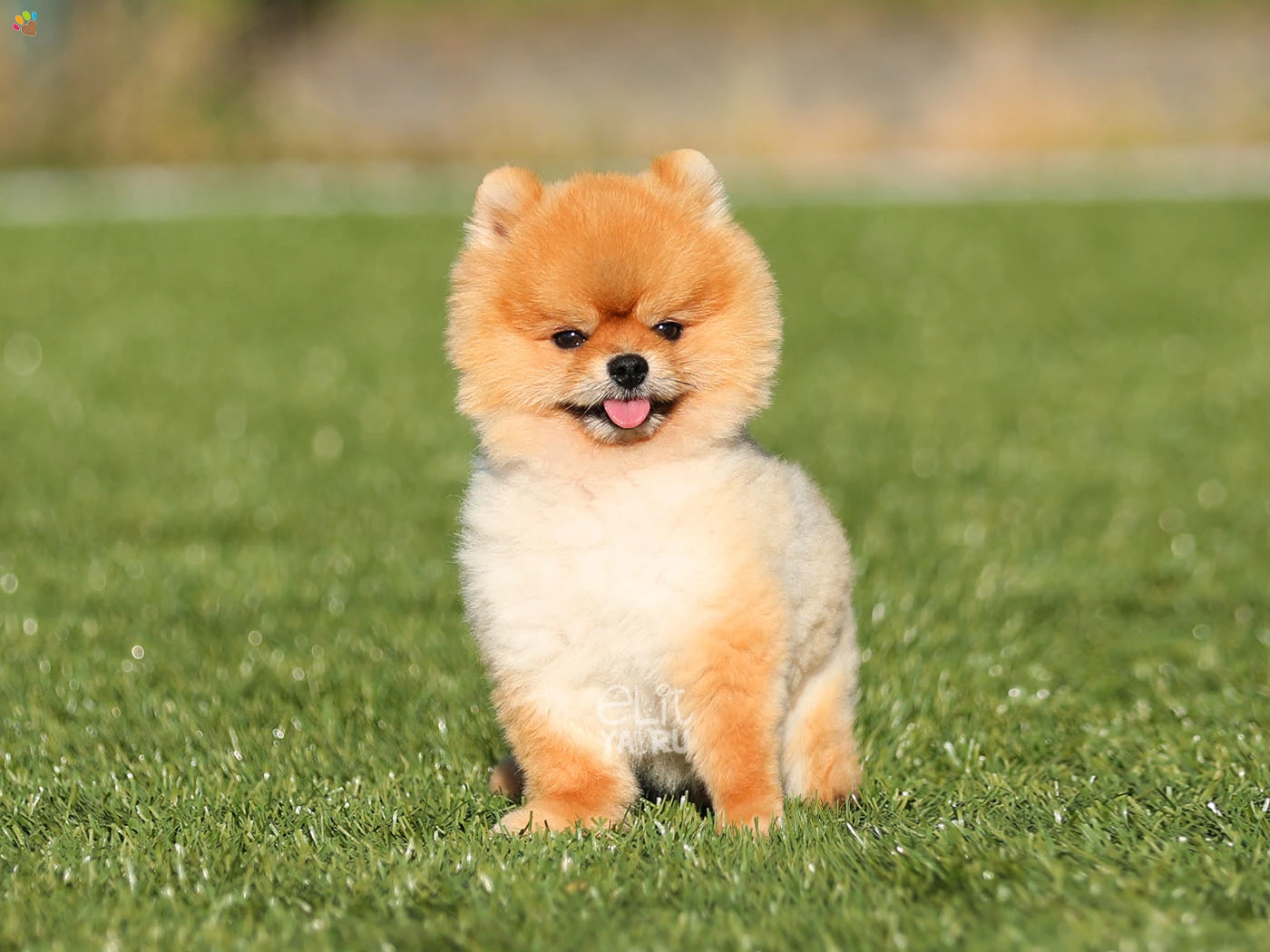 Pomeranian Danny 3
