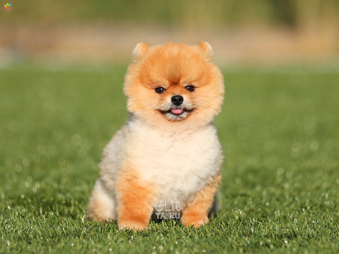 Pomeranian Danny 4