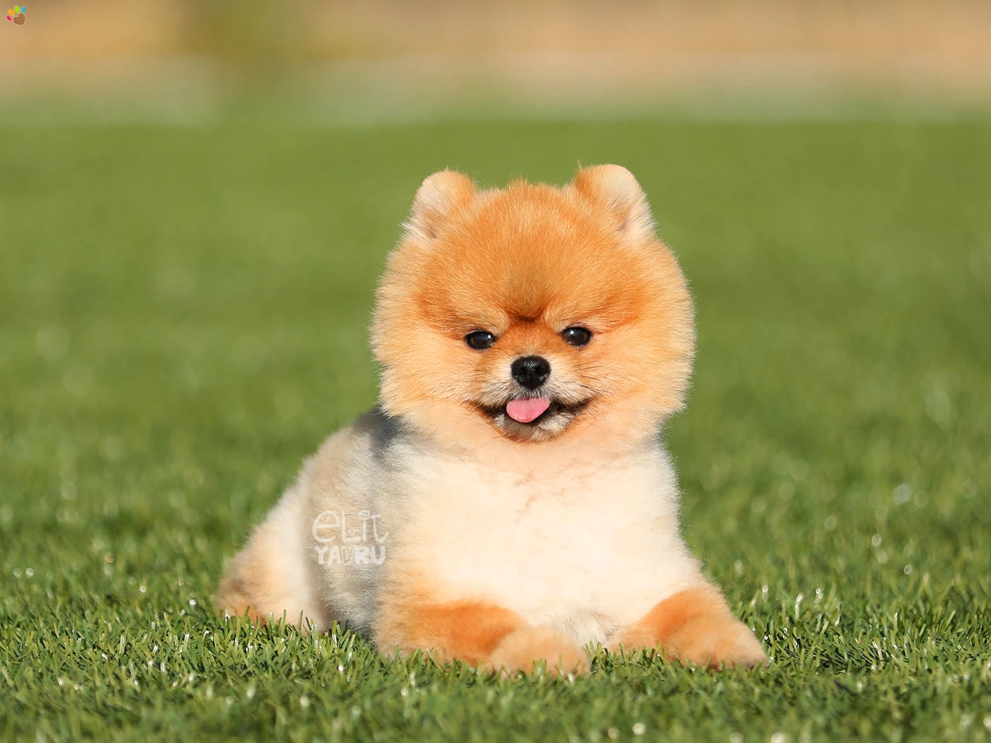 Pomeranian Danny