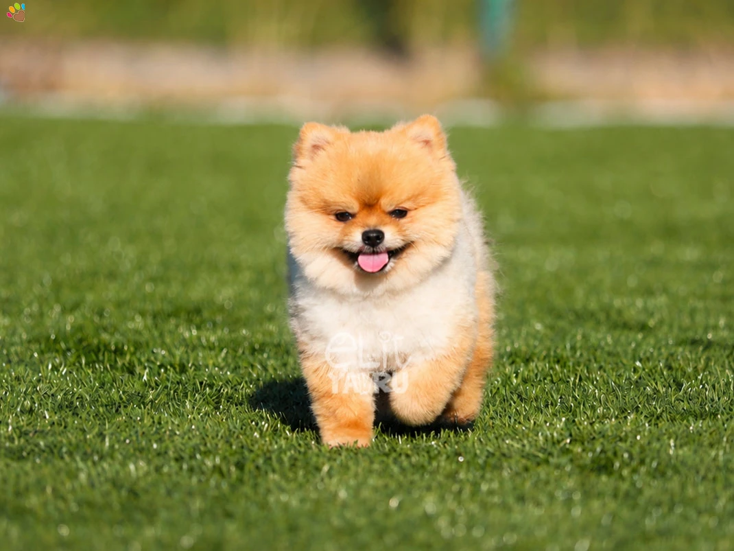 Pomeranian Danny 2
