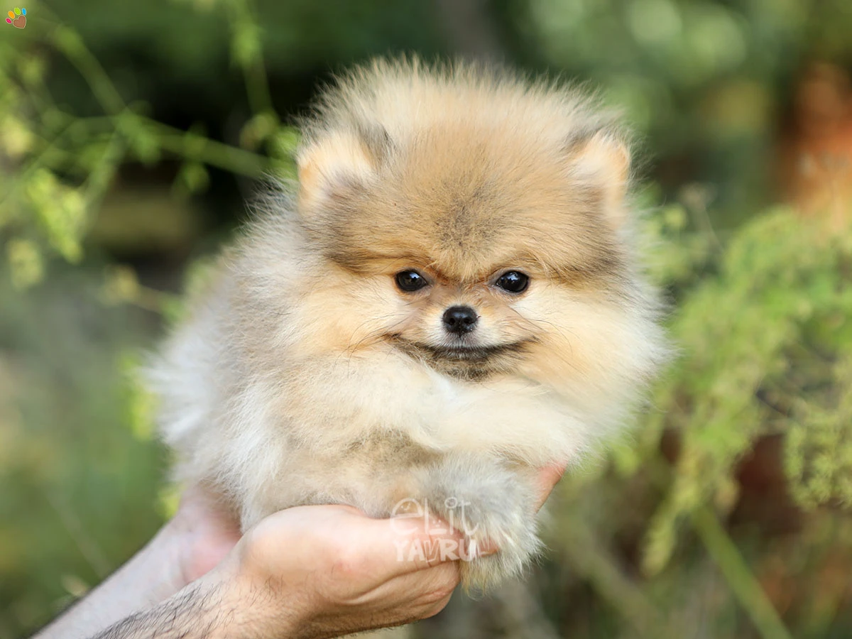 Pomeranian Diamond 2