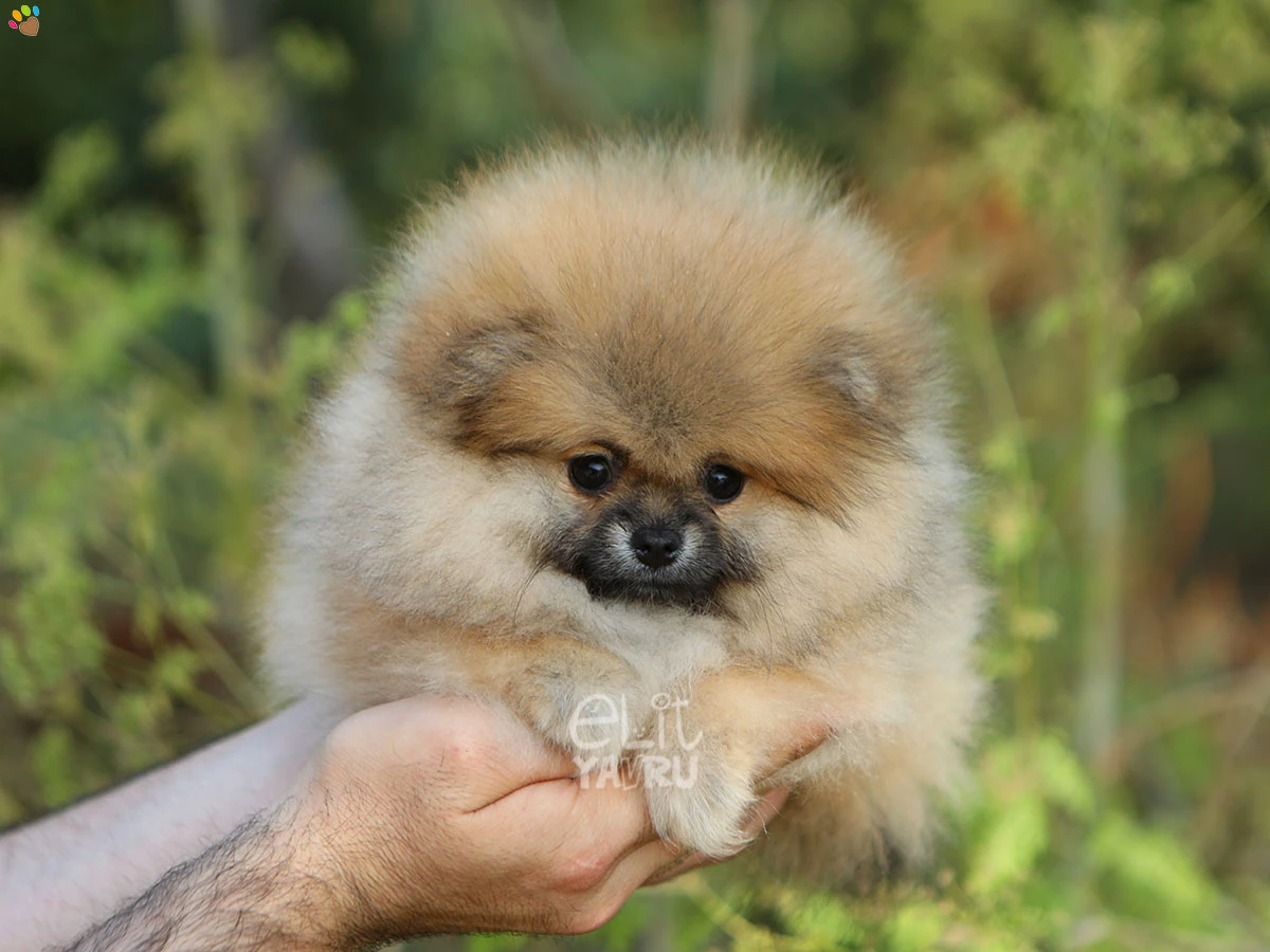 Pomeranian Dolce 1