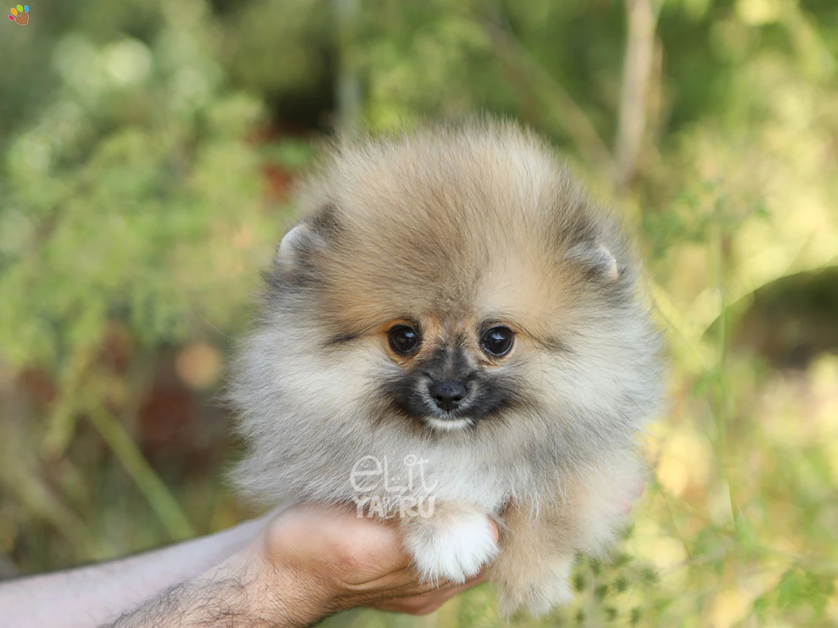 Pomeranian Elsa 1