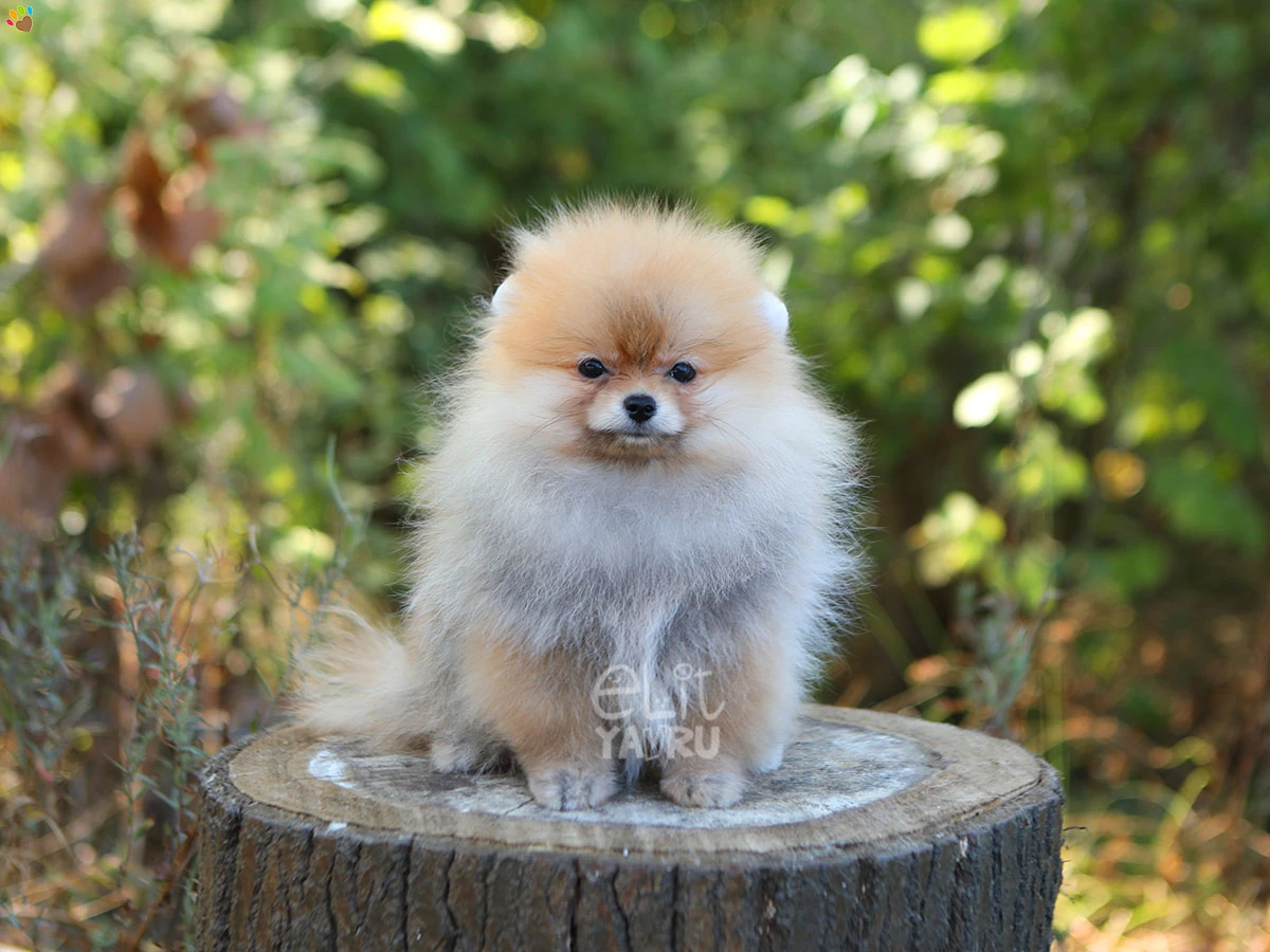 Pomeranian Jenny