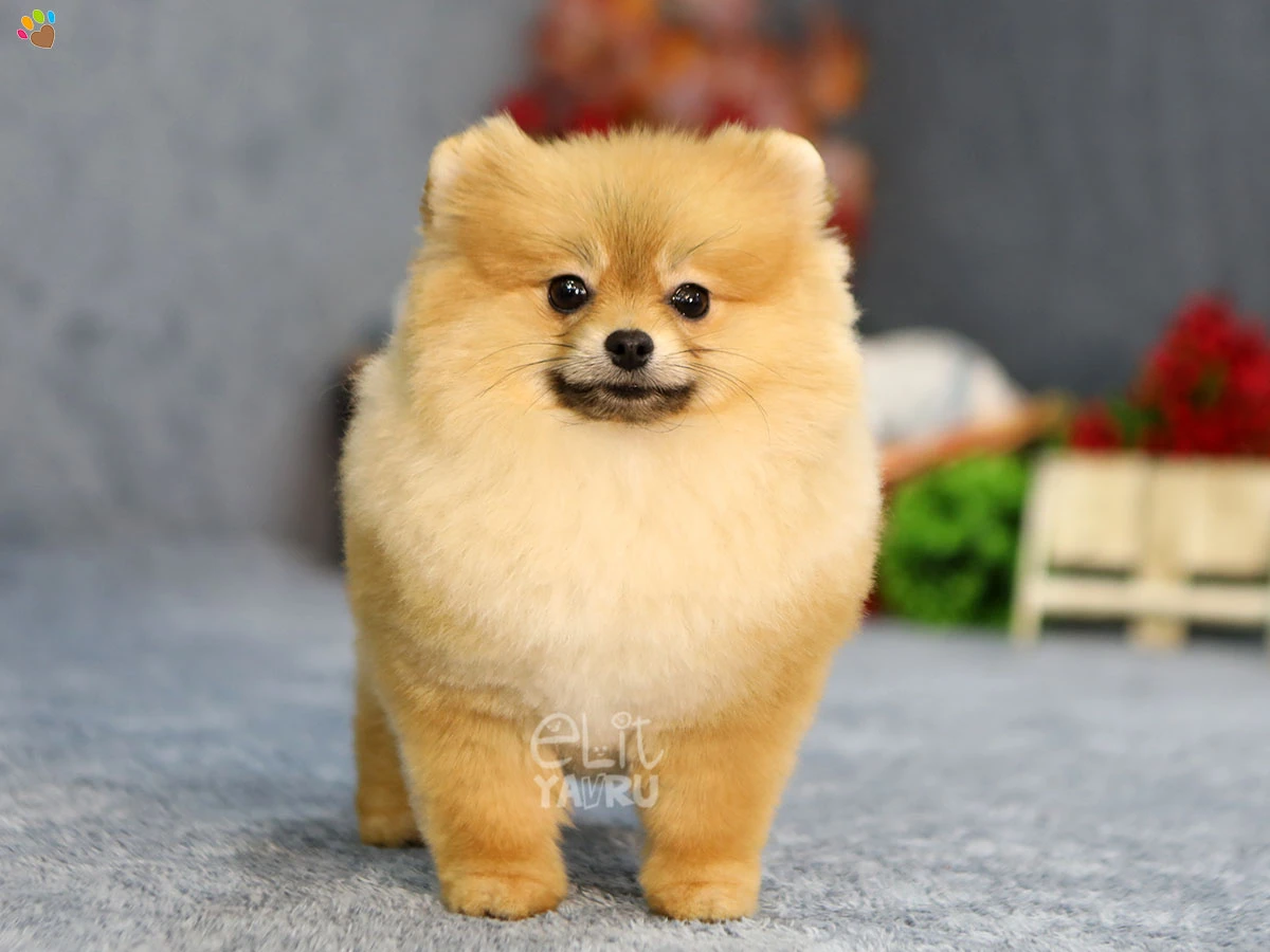 Pomeranian Julia 1