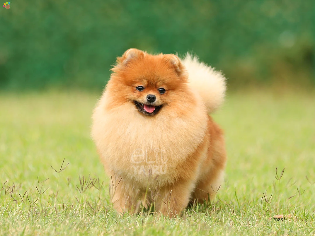 Pomeranian Miya