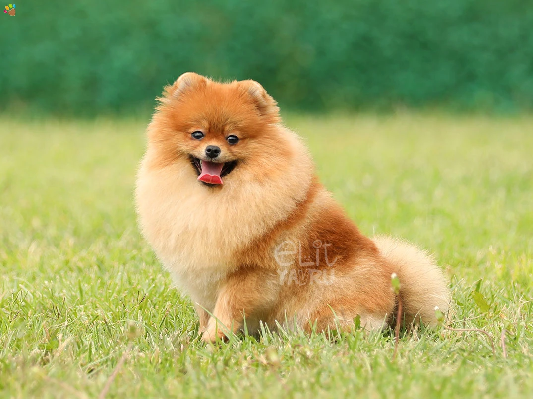 Pomeranian Miya 6