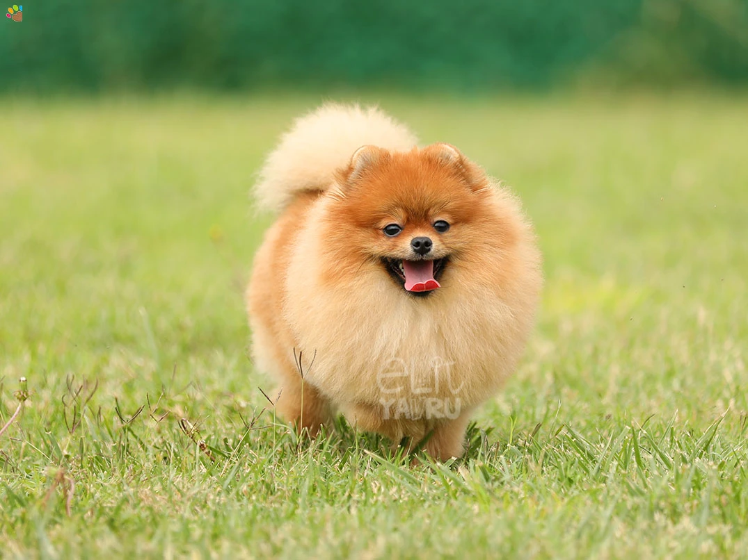 Pomeranian Miya 4