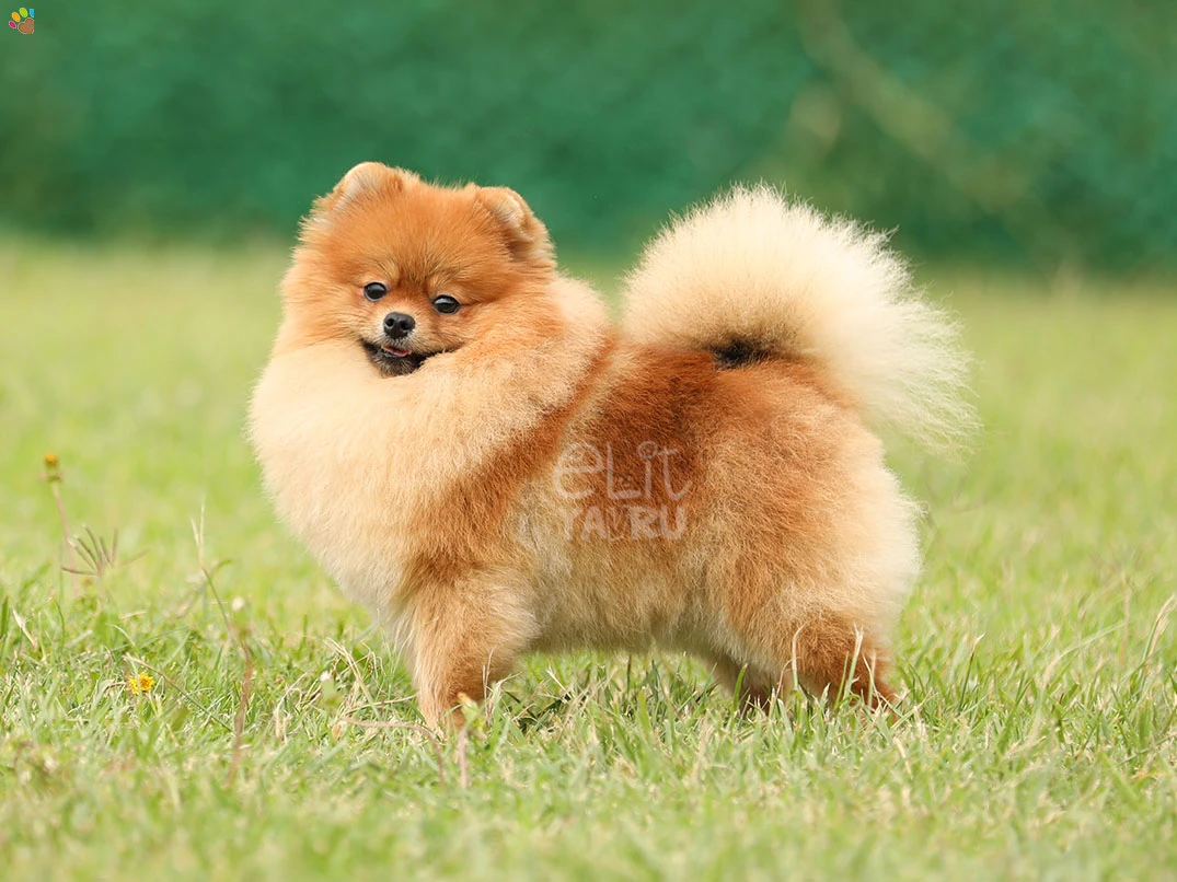 Pomeranian Miya 5