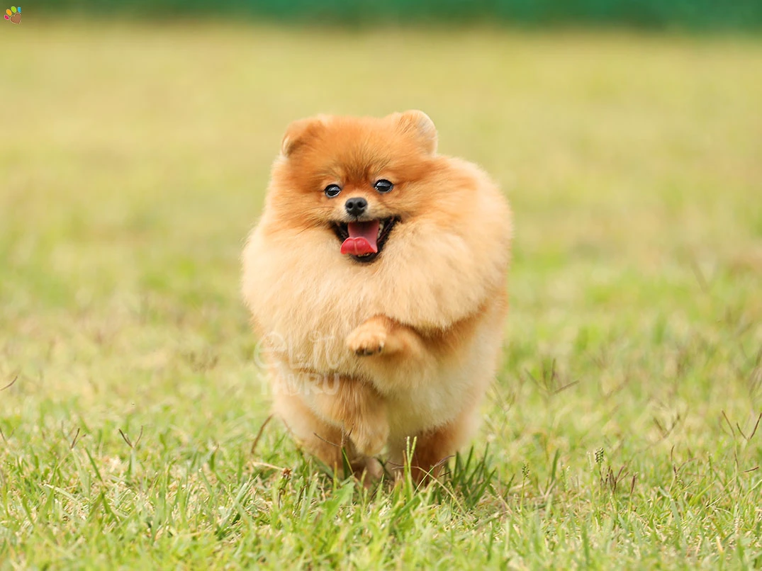 Pomeranian Miya 2