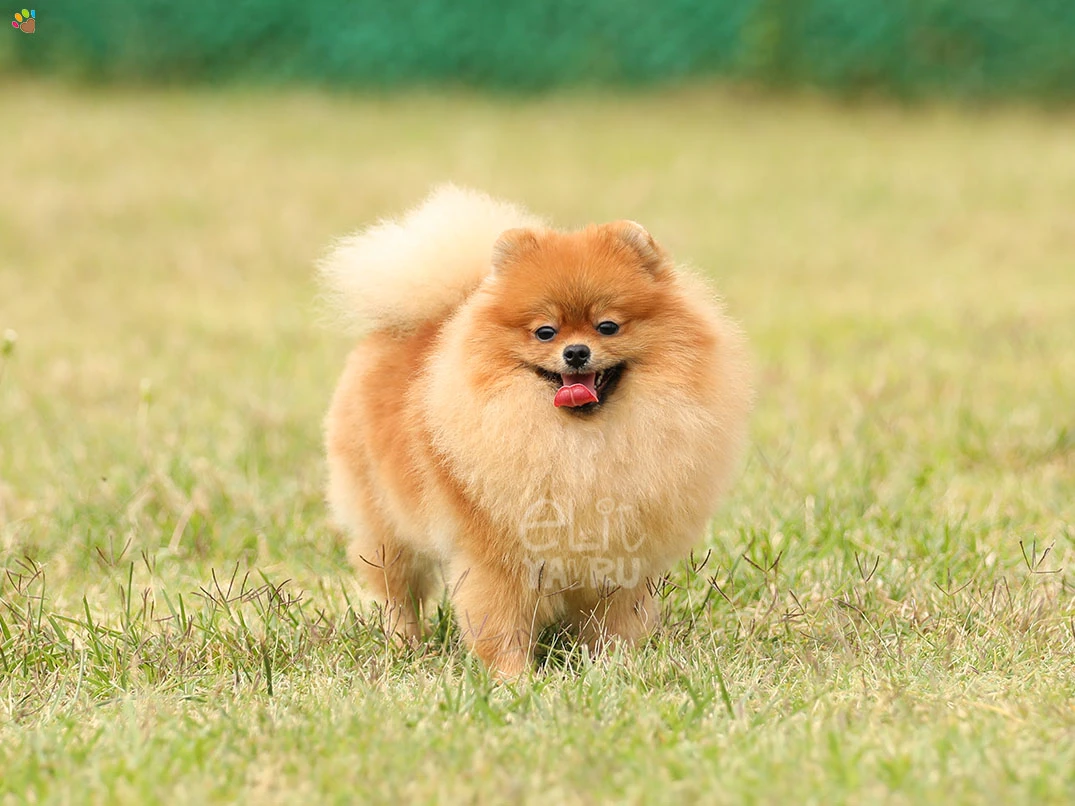 Pomeranian Miya 3