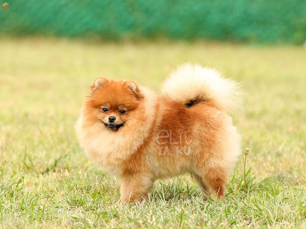 Pomeranian Miya 1