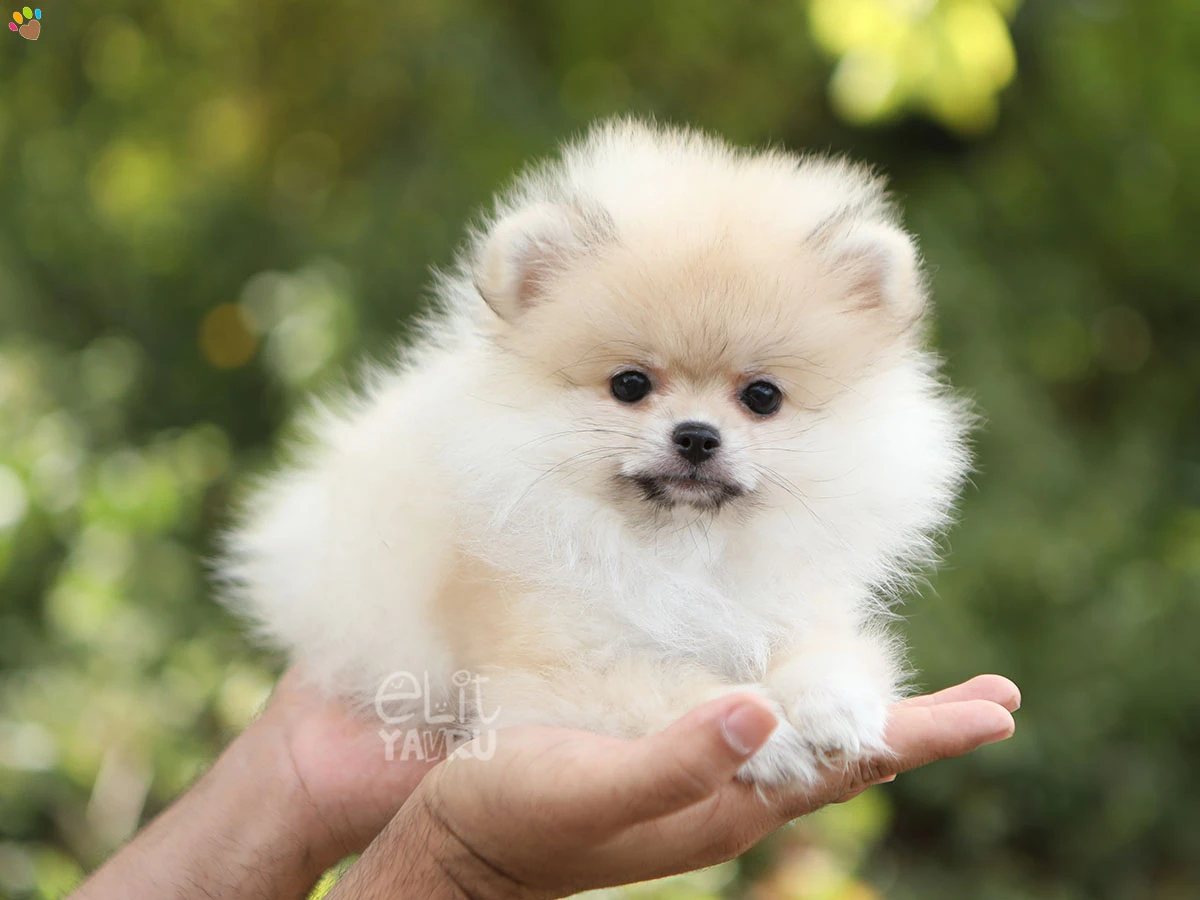 Pomeranian Naya 1