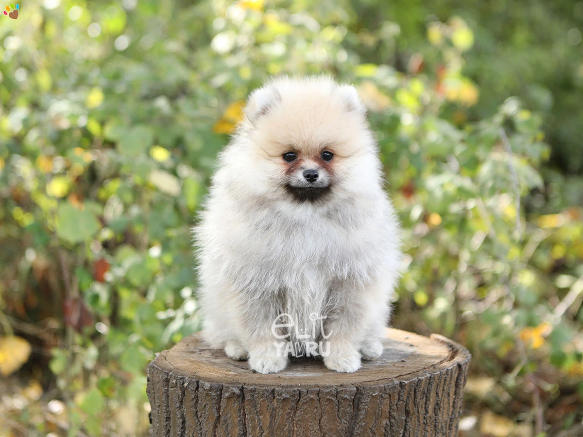 Pomeranian Olly 3