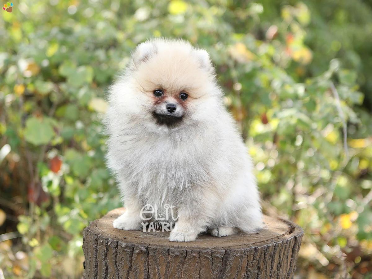 Pomeranian Olly